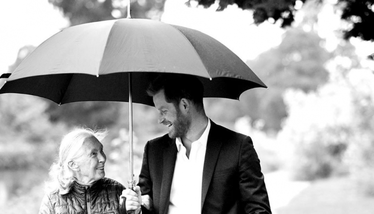Prince-harry-jane-goodall