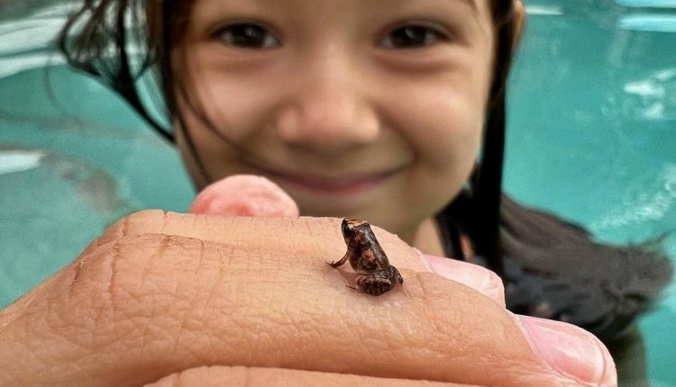 nicole-frog