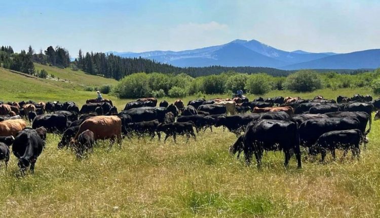 yellowstone2