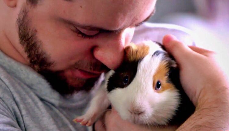 clayton-guineapig