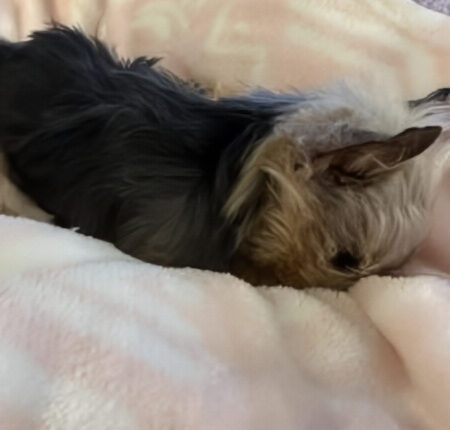 Miley Pup Passed Away, Nanny Faye Is Devastated – Via Reddit