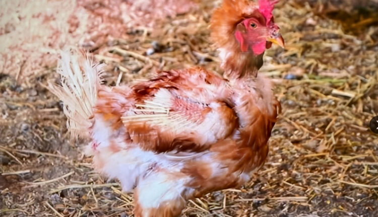 Why Is The Chicken Going Bald – Rayne New Mexico – 90 Day Fiance – TLC Via Reddit