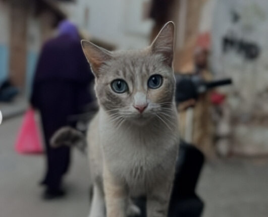 A Street Cat In Morocco – Olivia Plath – Instagram