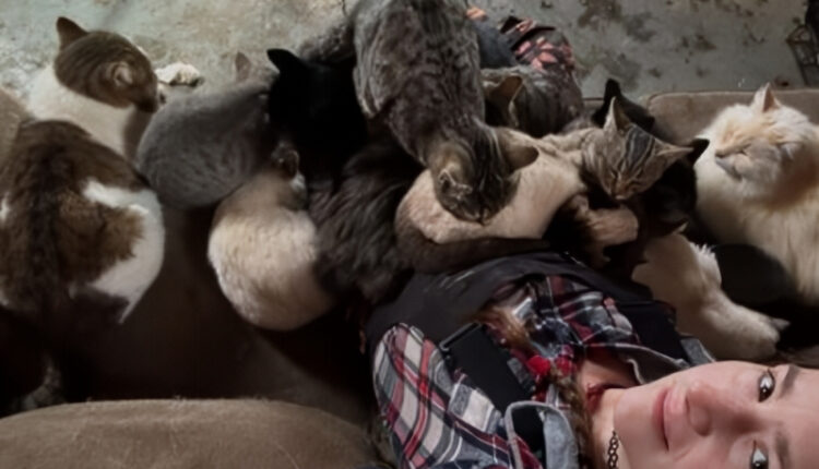 Snowbird Bird brown With Many Cats On Thanksgiving – Instagram