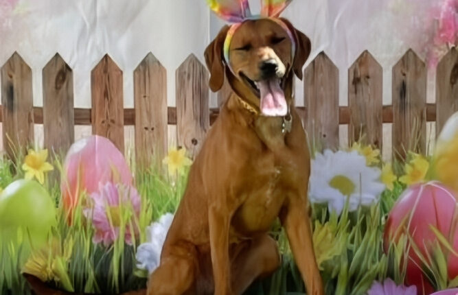 Zona At Easter With Bunny Ears Made Sister Wives Fans Giggle – Instagram