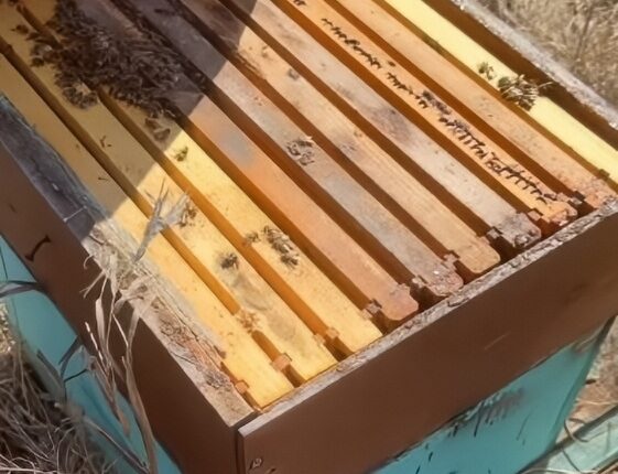 Anna Shares Footage Of Dead Bees – Instagram