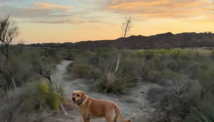 Dog Days – Image Credit – @maurawest – Instagram