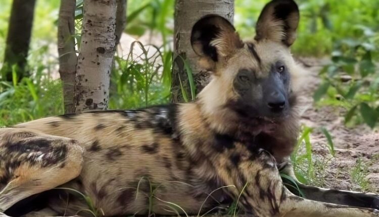 A rare African painted dog – Instagram
