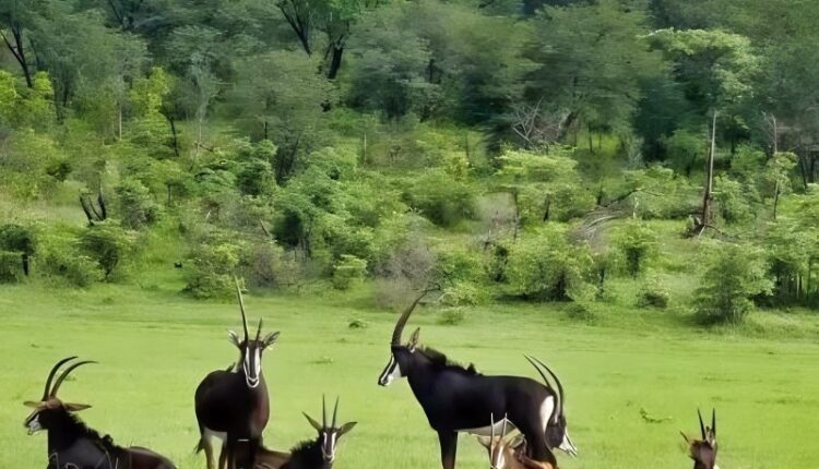 Graceful Sable Antelope – Instagram
