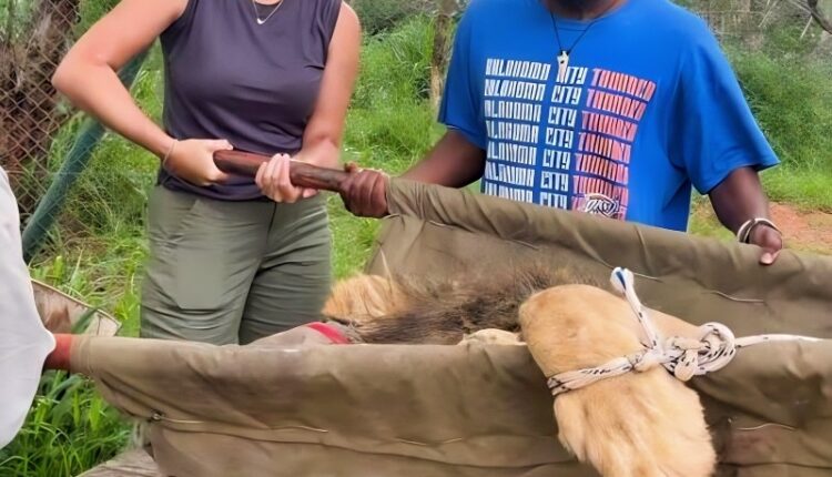 Lion rescue project – Instagram