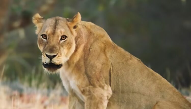 The lion that killed David was injured – The Smithsonian Channel – YouTube