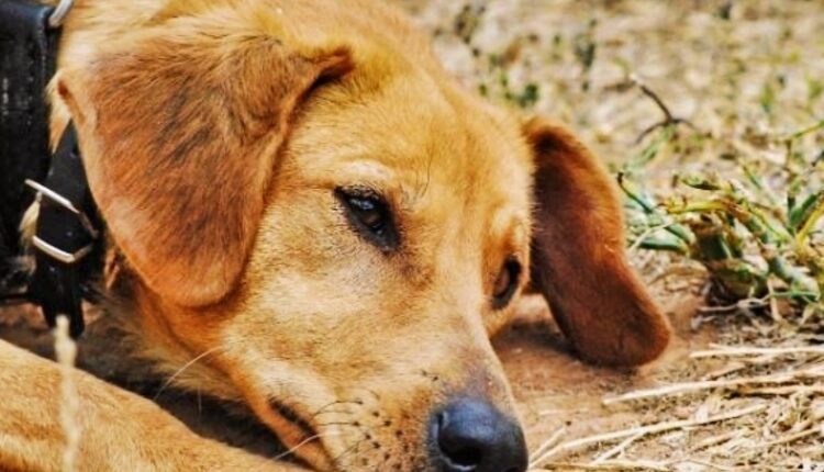 Shannon Miranda case Miranda’s Rescue – Image credit – Katja CCO Pixabay