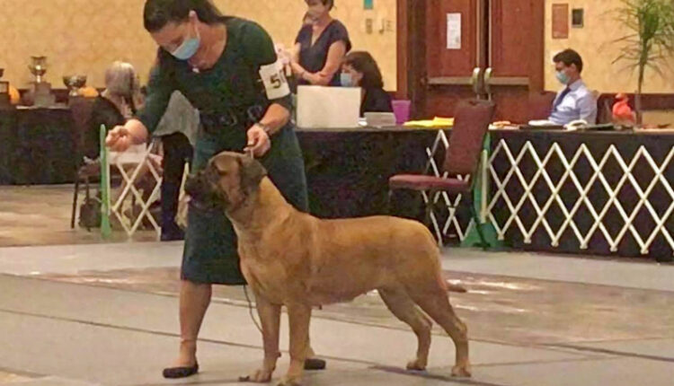 A stunning dog – courtesy of Scott Wern