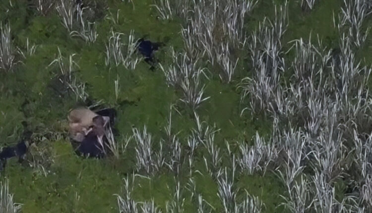 Drone footage shows Isaac staggering around in the swamp – via 1- Tampa Bay News – YouTube