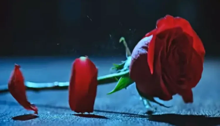 The Rose – The Vow Trailer – FOX Nation – YouTube